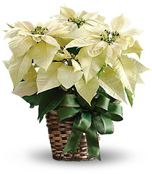 White Poinsettia from Clermont Florist & Wine Shop, flower shop in Clermont
